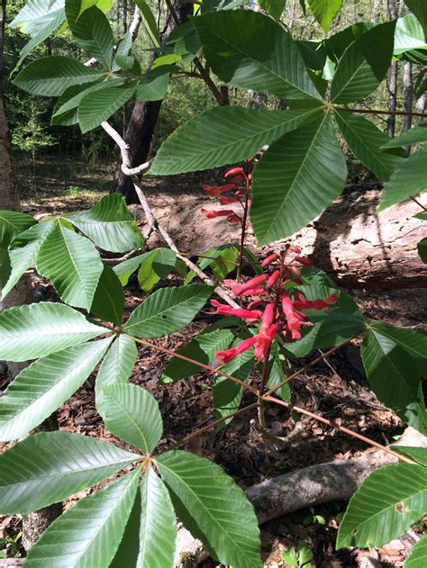 Red Buckeye Flowers For Butterflies, Bees, and Hummingbirds