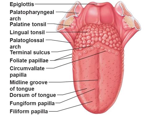 Enlarged Circumvallate Papillae Pictures, Causes, Treatment, Cancer ...