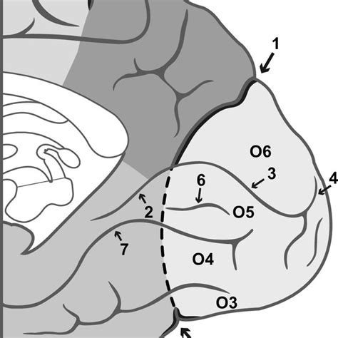 Changes in SMAP levels in the cerebral cortex in rats reaching the 80% ...