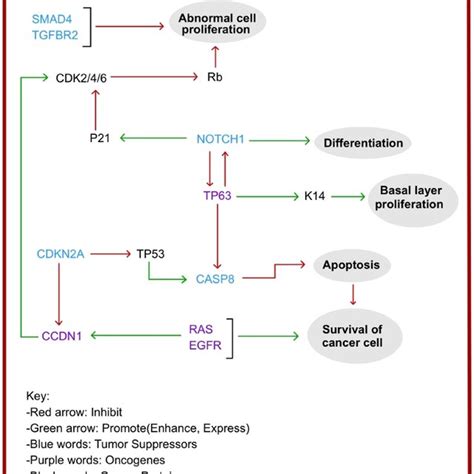 Schematic presentation of gene therapy using a viral vector. 1: The ...