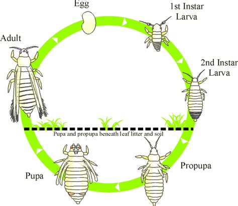 Wciornastki (Thrips) - eksterminacja