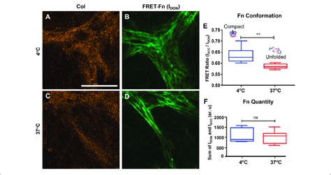 | Fibronectin coating dictates the conformation of the new matrix ...