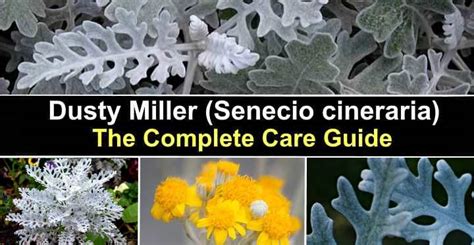 Dusty Miller Plant: Complete Care Guide (With Flower Pictures)