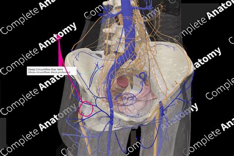 Deep Circumflex Iliac Vein | Complete Anatomy