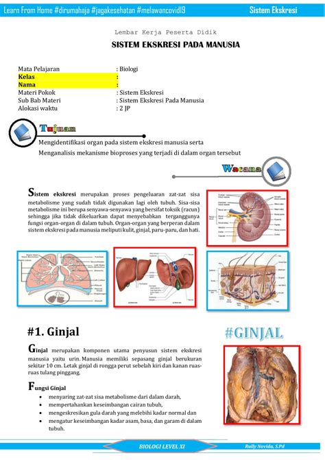 Materi Sistem Ekskresi Kelas 8 - Homecare24