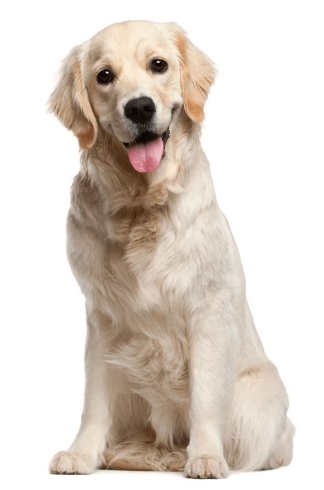 Collection of Golden Retriever PNG. | PlusPNG