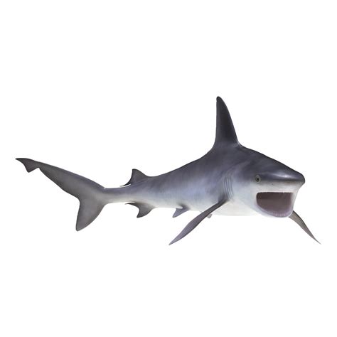sandbar shark rigged c4d