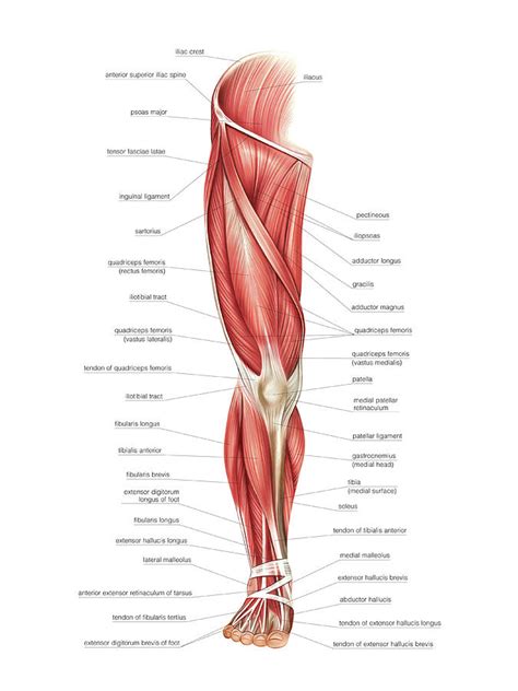 Leg Muscle Diagram ~ Leg Anatomy All About The Leg Muscles ...