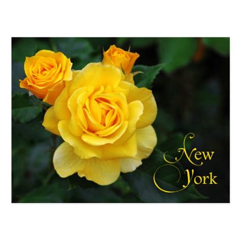 New York State Flower: Rose Postcard | Zazzle