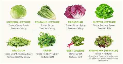 The Handy Guide to Salad Greens | Health & Food