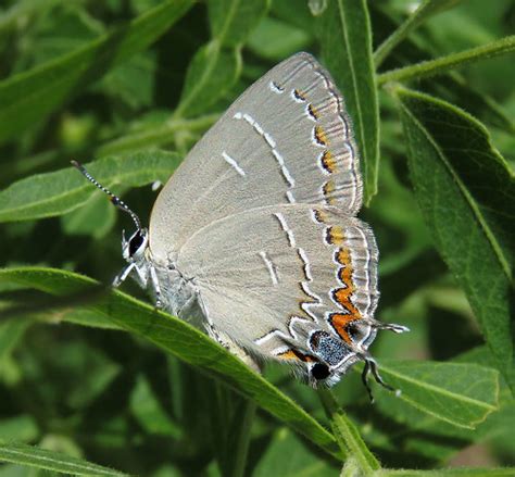 HAIRSTREAK, SOAPBERRY ( Phaeostrymon alcestis) (5-18-2020)… | Flickr