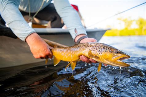 Big Hole River Fishing Report - Sunrise Fly Shop