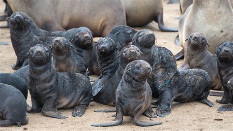 Die-Off of 5,000 Seal Pups on Beach Triggers Inquiry in Namibia - Bloomberg