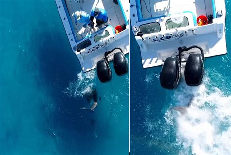 Watch: Huge Bull Shark Attacks Fishing Boat, Damages Outboard Motor | Blade Shopper