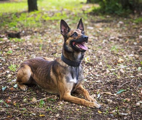 Dutch Shepherd vs. Belgian Malinois