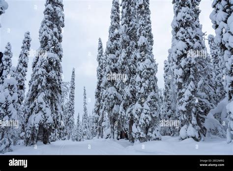 Snowy landscape in Finland's Lapland Stock Photo - Alamy