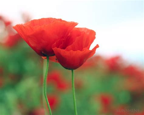 Items similar to Printable art Poppy photography Digital download Nature photography Red poppies ...