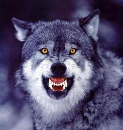 Photo by Luis Guzman | Snarling wolf, Wolf dog, Wolf photos