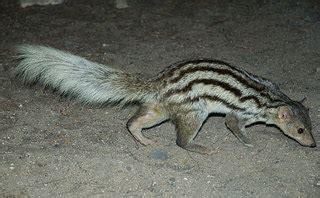 Giant-striped mongoose | Galidictis grandidieri facts