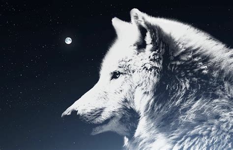 The Amarok Wolf – Inuit Mythology | Mythology Planet