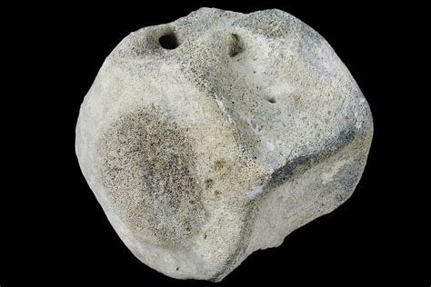 Large, 6.7" Fossil Whale Vertebra - Yorktown Formation For Sale (#129578) - FossilEra.com