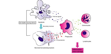 Cell death induces inflammation. Several external stimuli can trigger ...