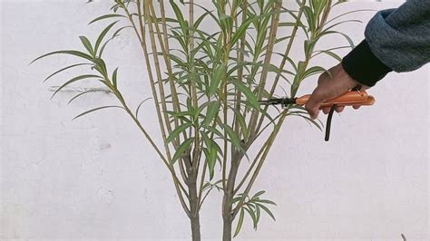 कनेर की छंटाई/Oleander Plant's Pruning | Why Pruning is Necessary ...