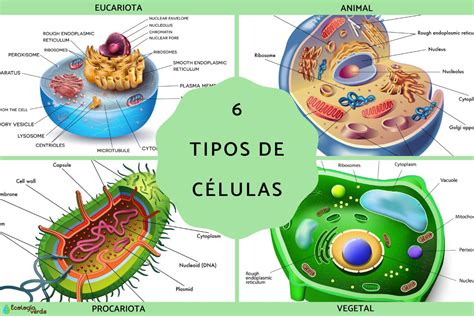 Actualizar más de 85 celula eucariota animal dibujo muy caliente - vietkidsiq.edu.vn