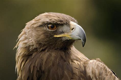 Golden Eagle San Francisco California Photograph by Sebastian Kennerknecht