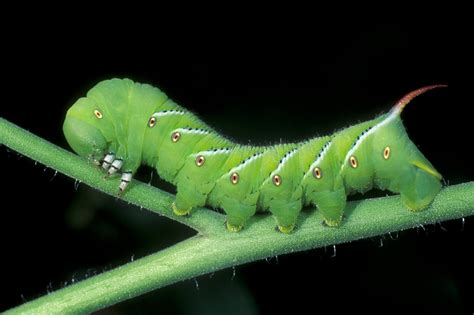 Shining light on the tomato hornworm - The Washington Post