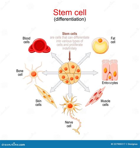 Stem cell differentiation stock vector. Illustration of biological ...