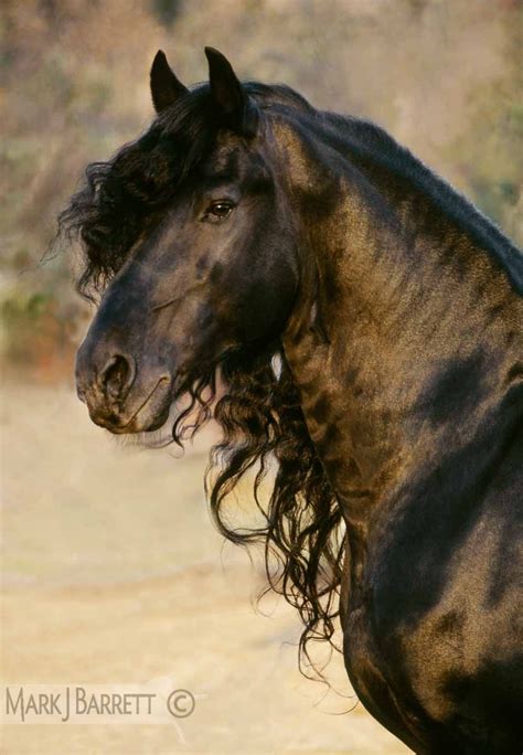 Friesian Horse by Mark J Barrett