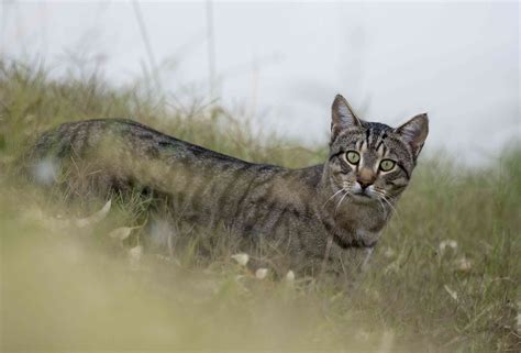 Feral Cats in Australia Kill 7 Animals Per Day