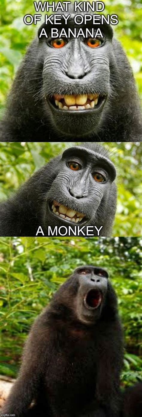 bad pun monkey - Imgflip