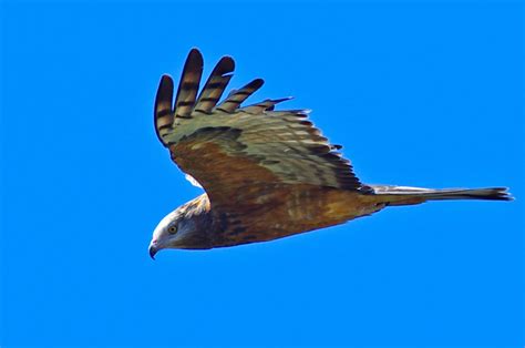 Square-tailed Kite - PentaxForums.com