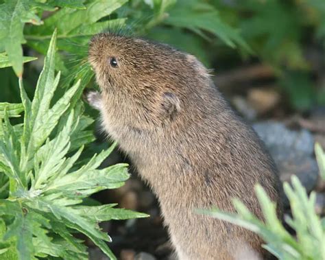 Tundra vole - Facts, Diet, Habitat & Pictures on Animalia.bio