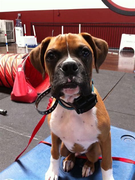 Boxer puppies tend to make great family dogs and have a friendly ...