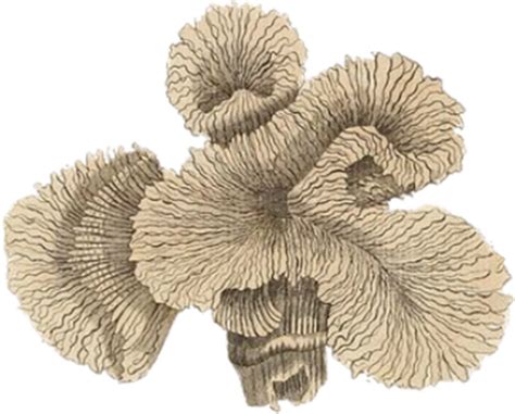 Coral Vintage Plant · Free image on Pixabay