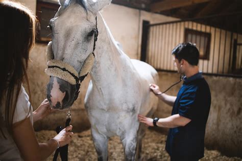 Equine Wobbler Syndrome: Causes, Signs, Diagnosis & Treatment | Mad Barn