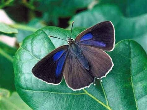 Purple Hairstreak Butterfly, Favonius quercus