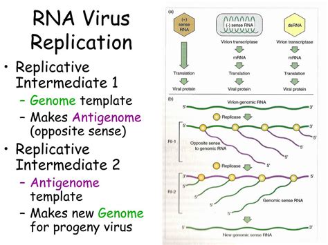 PPT - Replication of Positive-Sense RNA Viruses PowerPoint Presentation ...