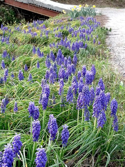 Planting at the Frankfort Cemetery - FRANK. Magazine