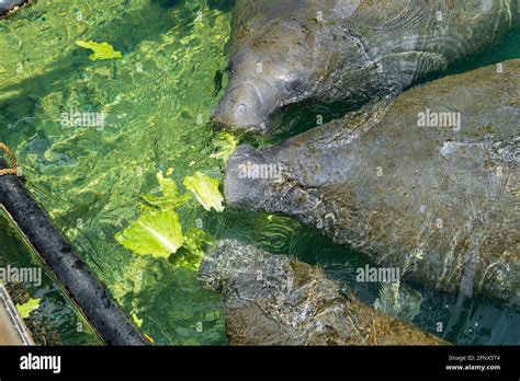 Manatee eating lettuce hi-res stock photography and images - Alamy