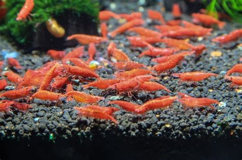 Shrimp Breeding Tank Setup: Everything You Need to Know - Shrimp Tank Talk