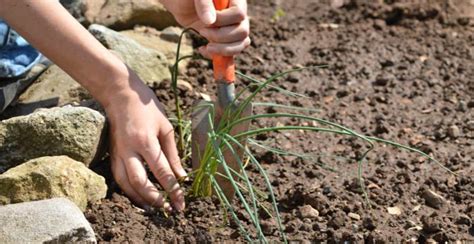 How to Plant, Grow, and Harvest Chives Plant - Gardeners' Magazine