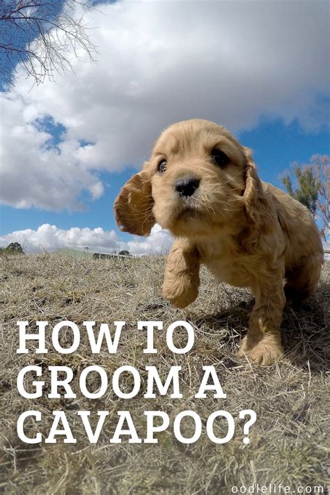 How to groom a cavapoo puppy 5 steps to groom a cavapoo – Artofit