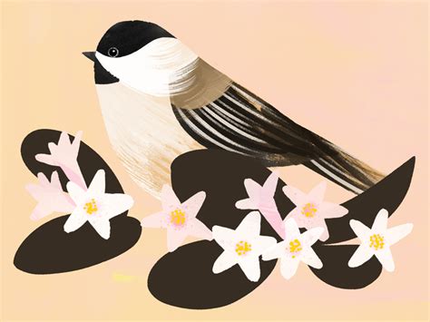 Massachusetts State Bird & Flower by Sarah Ferone on Dribbble