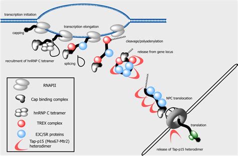 Genes | Special Issue : Mechanisms of mRNA Nuclear Export