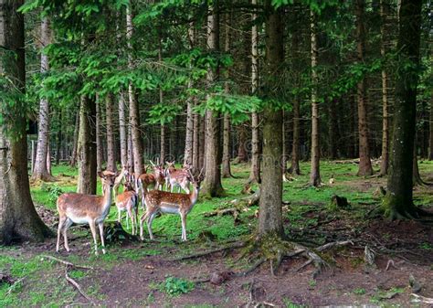 Deer In Forest Stock Photo - Image: 44065301