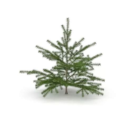 Canaan Fir Christmas Tree Free 3d Model - .Max - Open3dModel